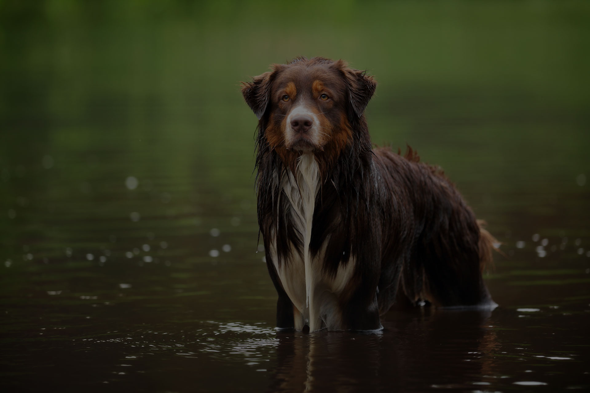 Australian Shepherd dog standing in water