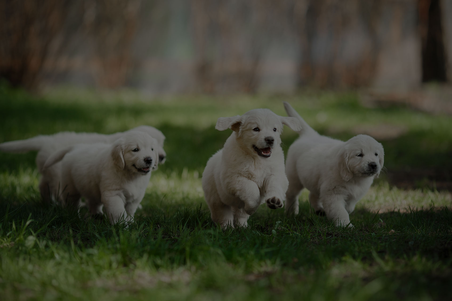 Beautiful group of golden retriever puppies running on the grass