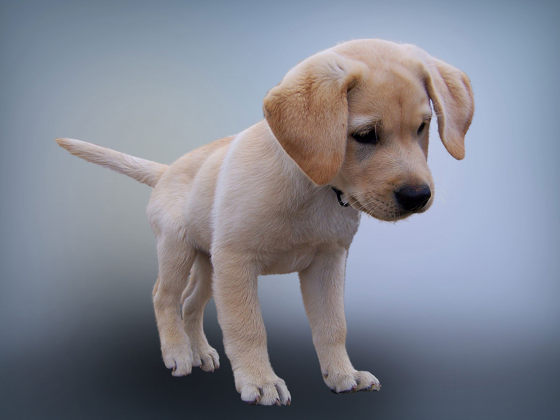 Baby Golden Retriever Portrait - Isolated over gray background