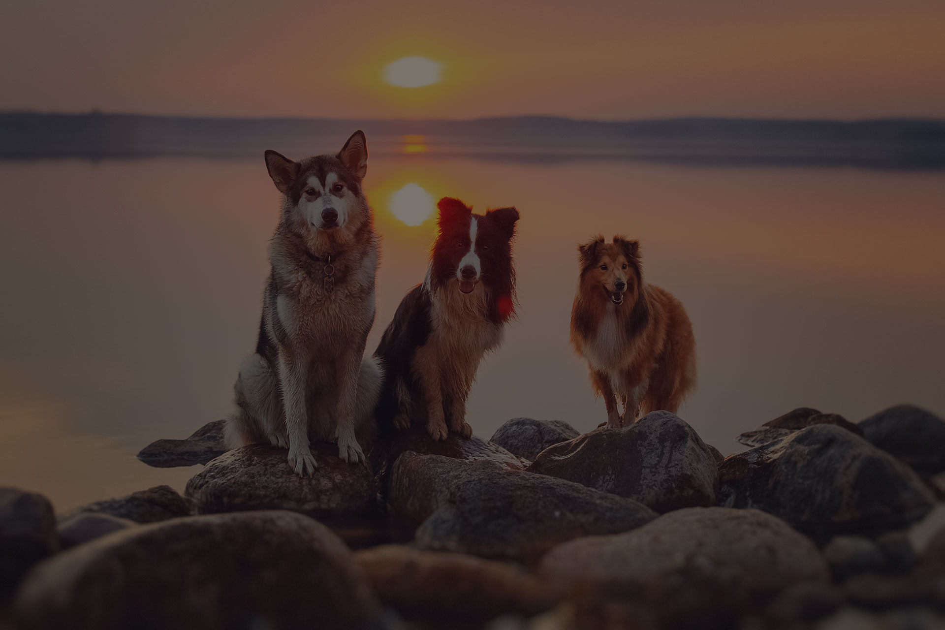 Three dogs sit on rocks on the beach