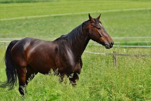 horse-coupling-stallion-eat