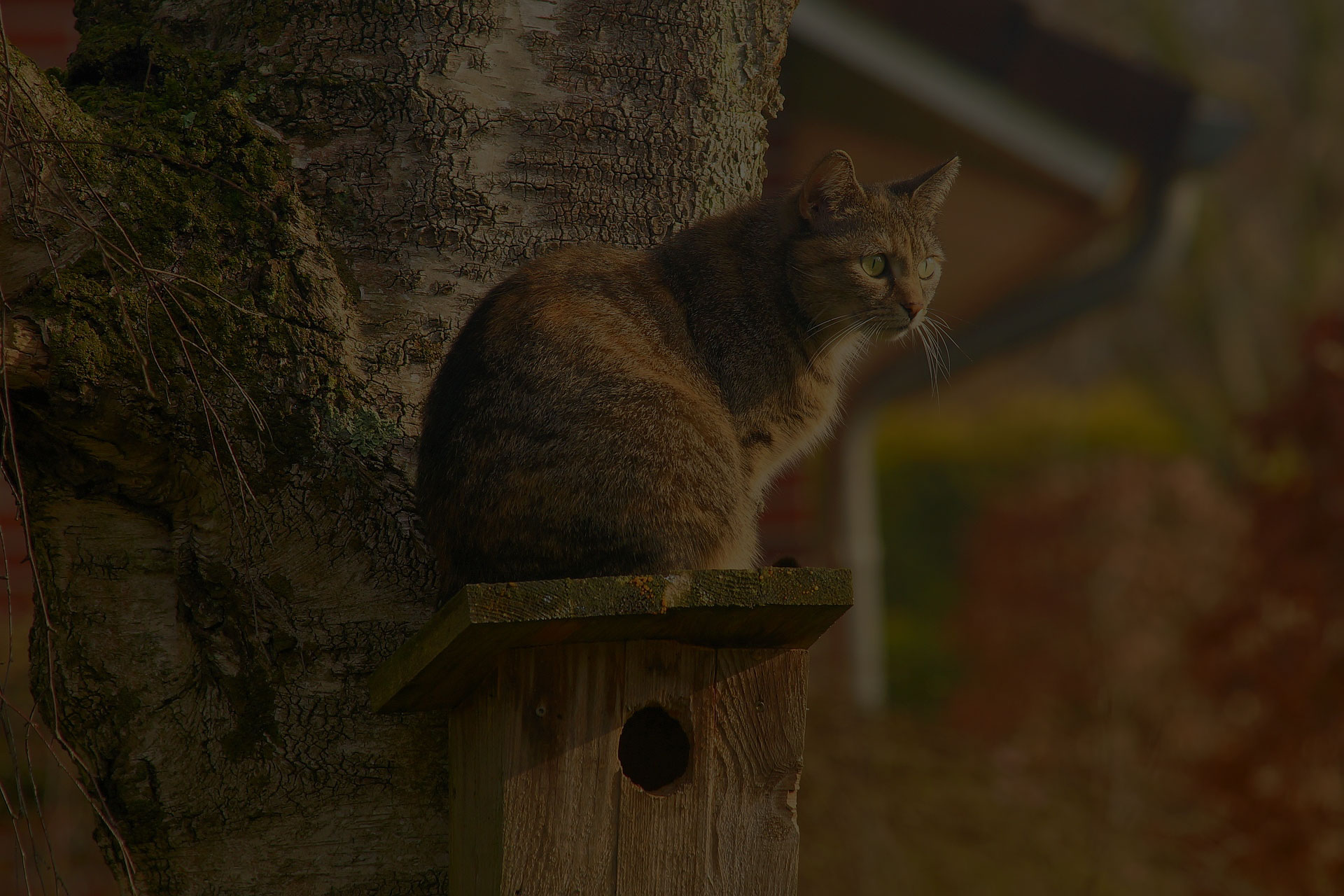 a cat sitting on the bird house on the tree.