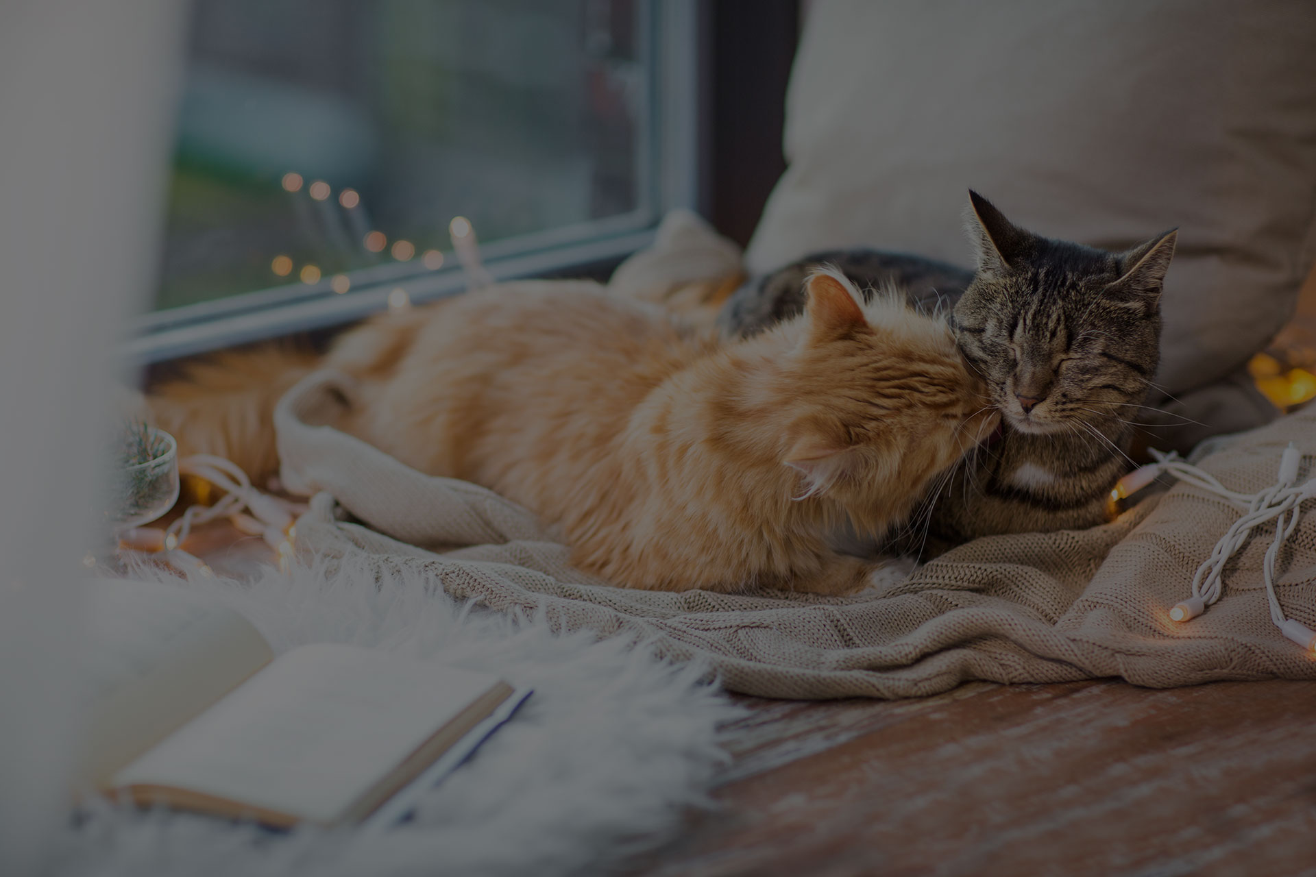 two cats lying with blanket at home in winter