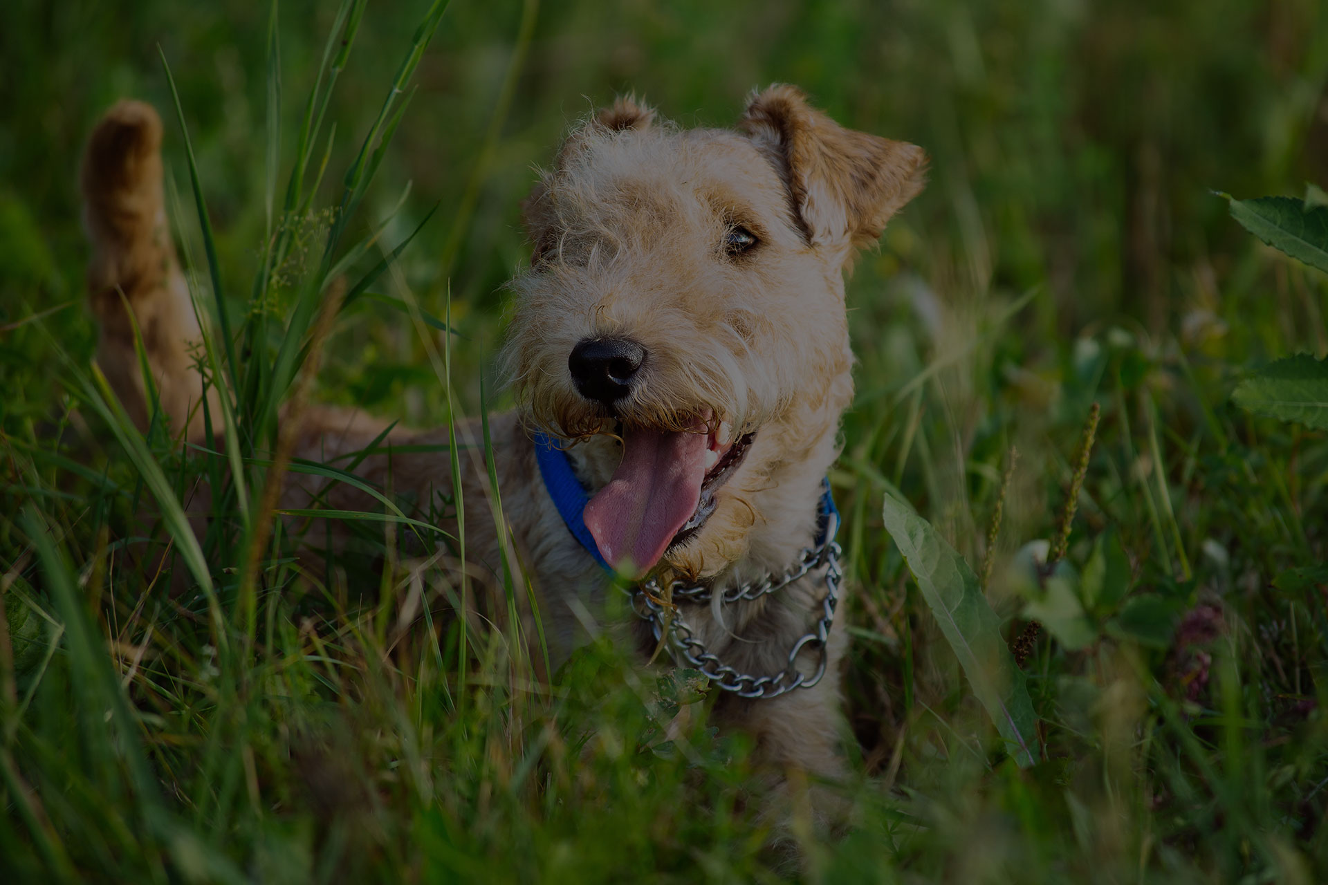 schnauzer dogs grass