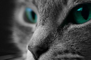cat-macro-macro-photography-kitten