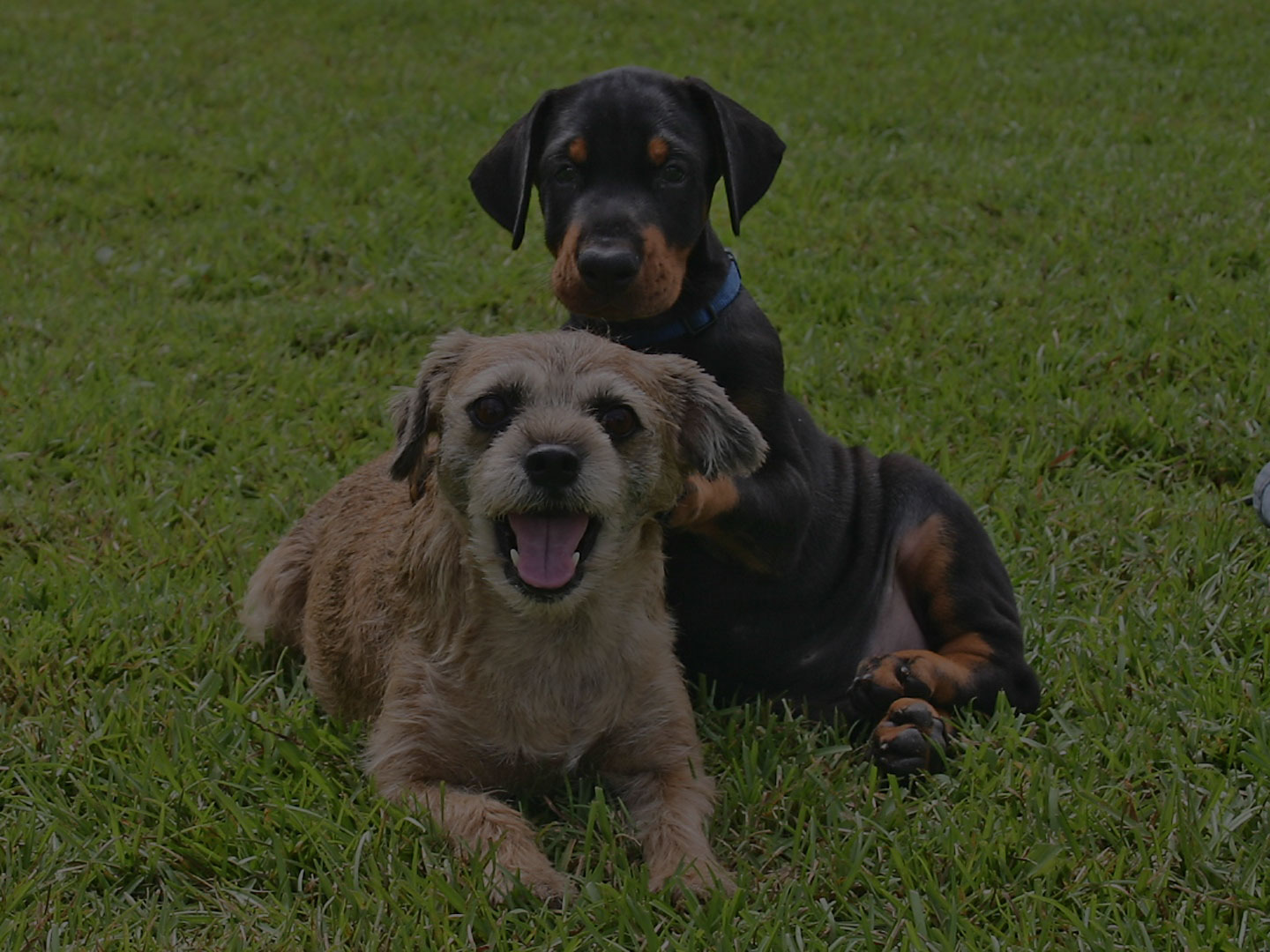 puppies facing the camera sitting on the grass.