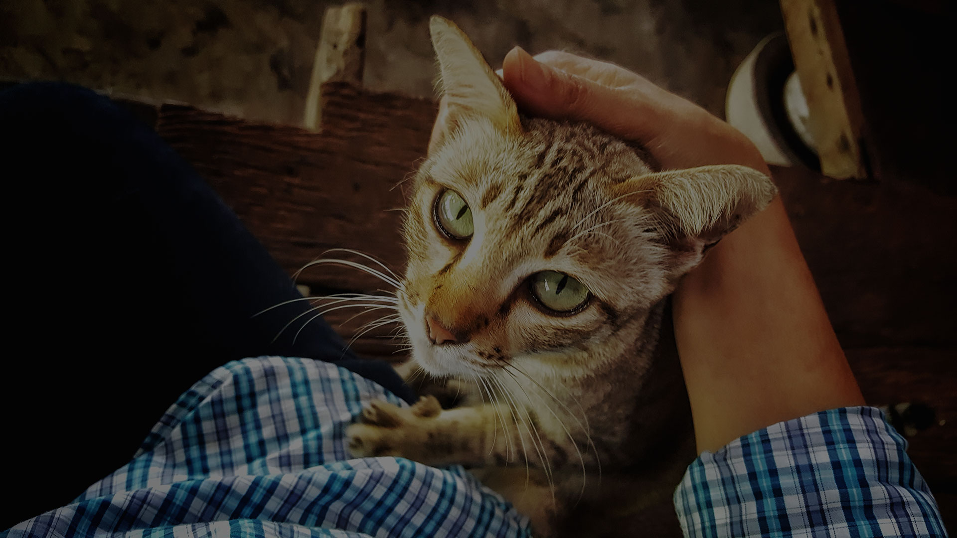 The cute cat is pushing his master to hug.