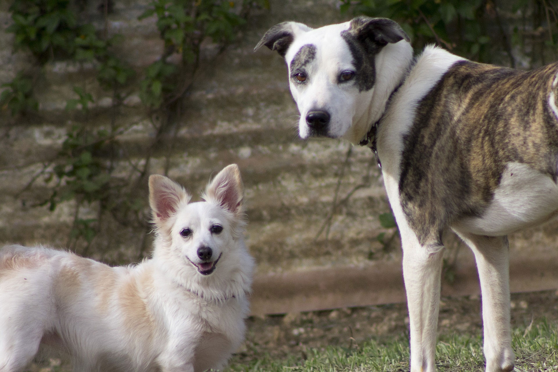 dogs-face-happy-white