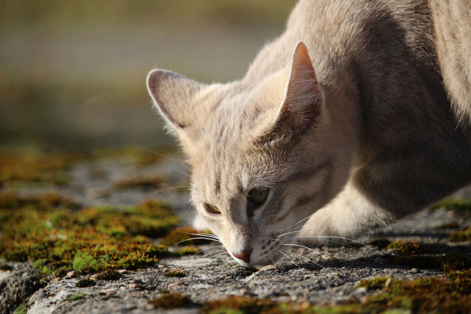 The cat was sniffing the ground.