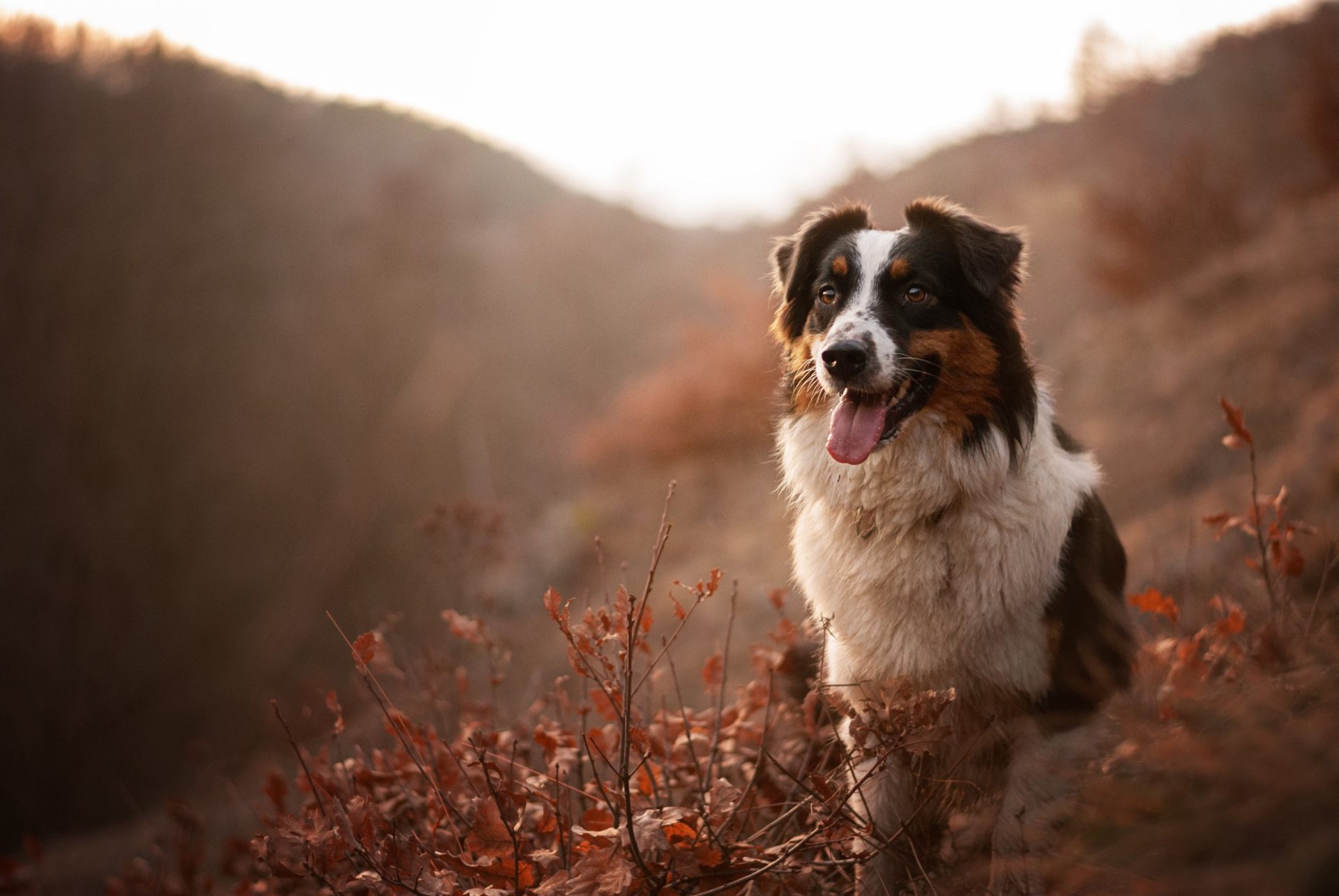 Australian Shepherd dog in autumn leaves