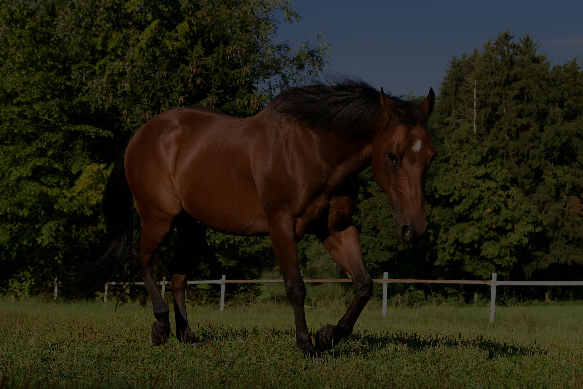 horse-quarterhorse-brown-pasture