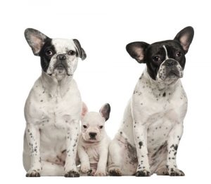 French bulldogs with puppy, 4 weeks old, sitting against white background