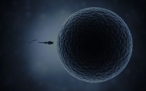 sperm and egg cell