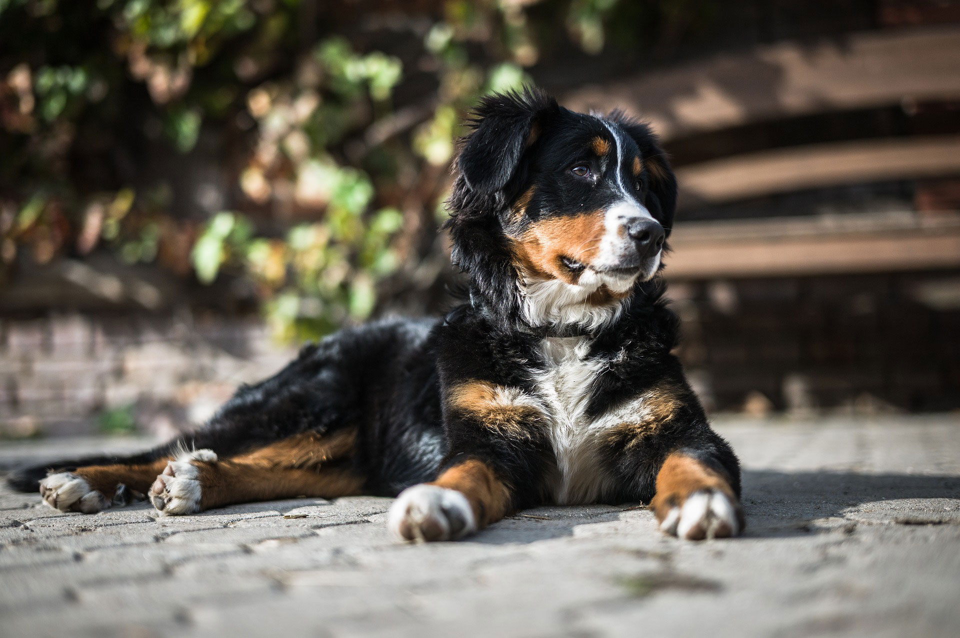Bernese mountain dog lying on the street