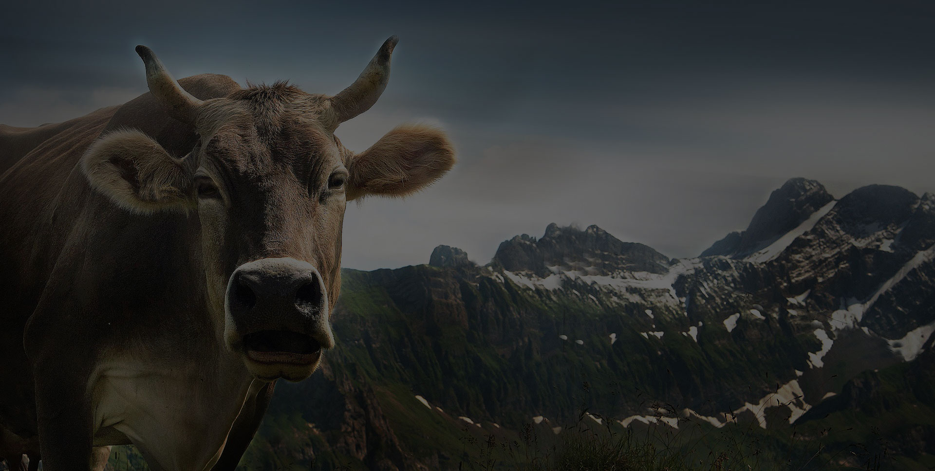 cow-ebenalp-alpine-appenzell
