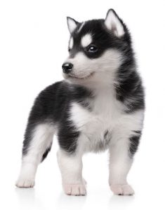 Cute little husky puppy isolated on white background