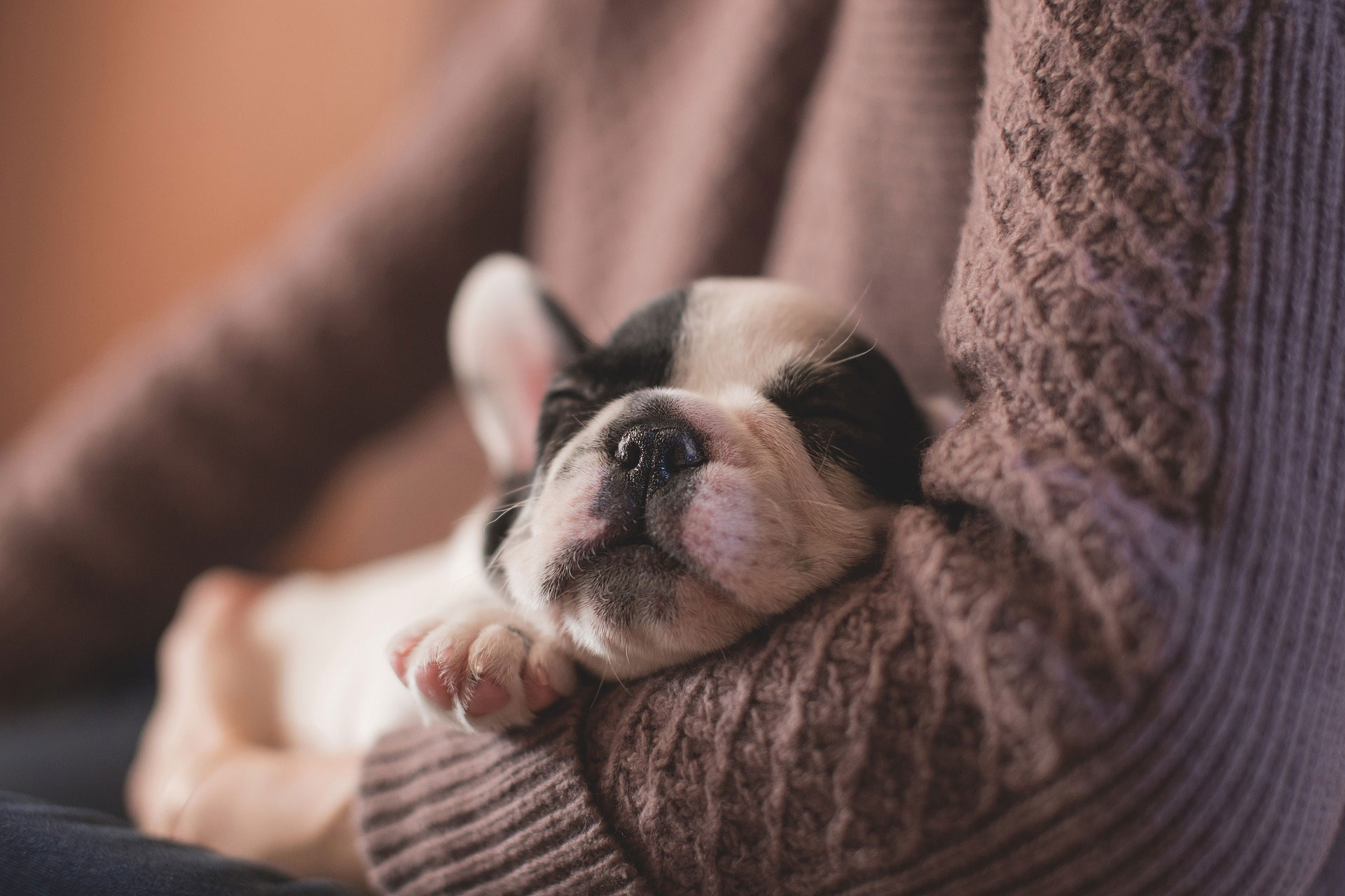 white-and-black-puppy