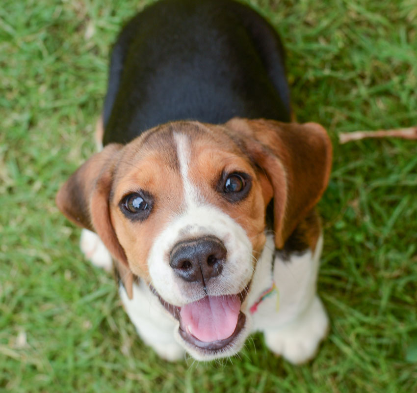 Dog young beagle looking up at the camera.