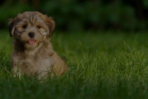 Happy little havanese puppy dog is sitting in the grass and looking at camera